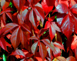 Virginia creeper autumn foliage quinquefolia